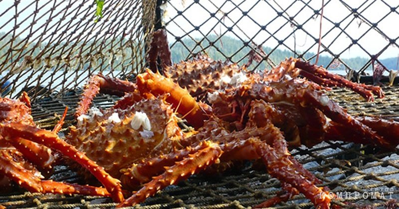 俄罗斯渔业的“蟹资源再分配”可能已于4月26日开始