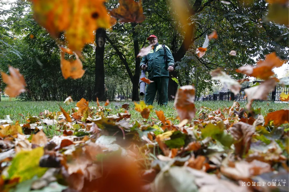 Осенью Москва потратила 850 миллионов рублей на вывоз опавших листьев с газонов — хотя официально их собирать нельзя