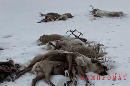 На Камчатке проверят видео с сотней мертвых оленей