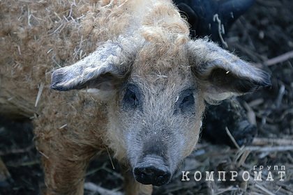 Россиянин попытался зарезать свинью и случайно убил себя