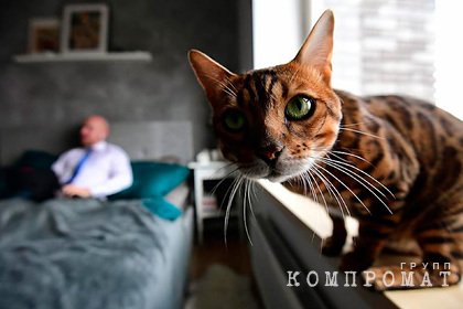 Совфед запретил изымать домашних животных за долги