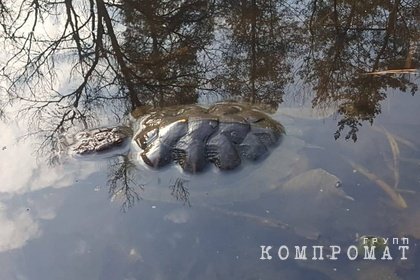 Массовая гибель черепах произошла в озере воронежского заповедника