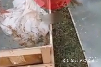 Россиянка нашла в лесу цинковый гроб с телом девочки