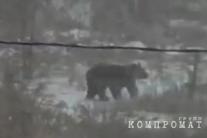 Напавшего на россиянку медведя сняли на видео