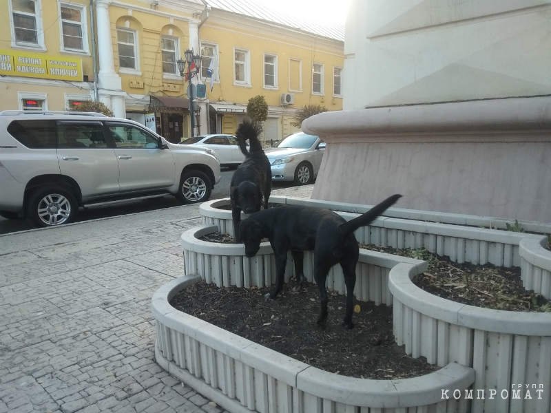 Бездомные псы на улицах Астрахани